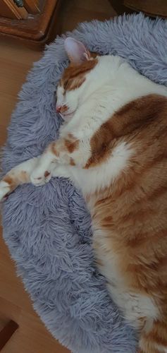 Customer photo review of Lit Apaisant Comfy® |  Pour Chien et Chat