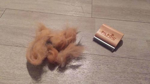 Customer photo review of Brosse Anti-Poils Chien, Chat, Cheval, Lapin | Original | Pilpoil®
