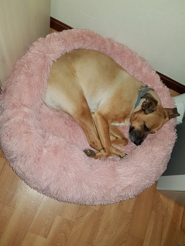 Customer photo review of Lit Apaisant Comfy® |  Pour Chien et Chat