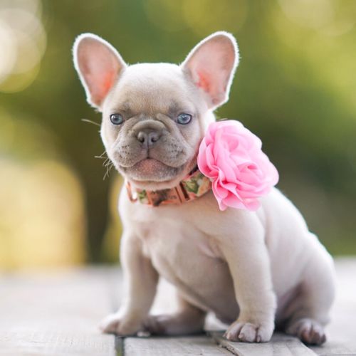 Customer photo review of Pink Girl dog collar/ floral dog collar