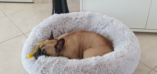 Customer photo review of Lit Apaisant Comfy® |  Pour Chien et Chat