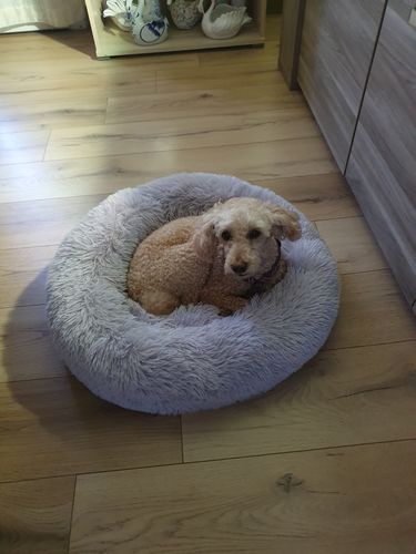 Customer photo review of Lit Apaisant Comfy® |  Pour Chien et Chat