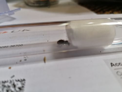 Customer photo review of FREE Black Garden Ant Mated Queen