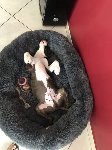 Customer photo review of Lit Apaisant Comfy® |  Pour Chien et Chat