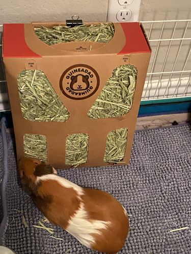 Customer photo review of GuineaDad Nourish Series - Timothy Hay (3 Pack)