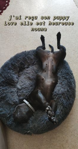 Customer photo review of Lit Apaisant Comfy® |  Pour Chien et Chat