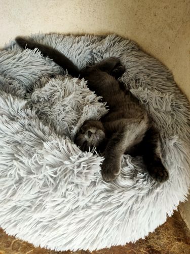 Customer photo review of Lit Apaisant Comfy® |  Pour Chien et Chat