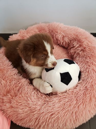 Customer photo review of Lit Apaisant Comfy® |  Pour Chien et Chat