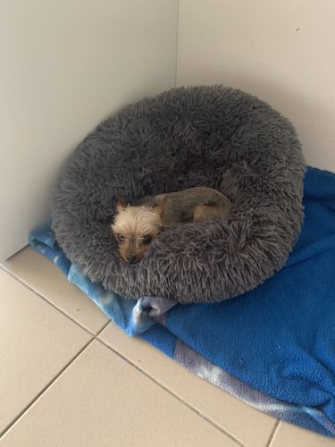 Customer photo review of Lit Apaisant Comfy® |  Pour Chien et Chat