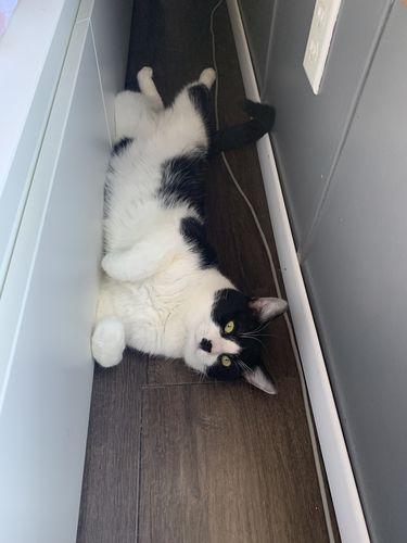 Yolanda Z. review of Booty Lifting | Anti Cellulite Leggings image 1 out of 1