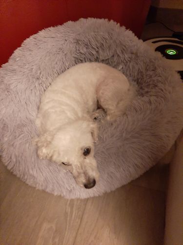 Customer photo review of Lit Apaisant Comfy® |  Pour Chien et Chat