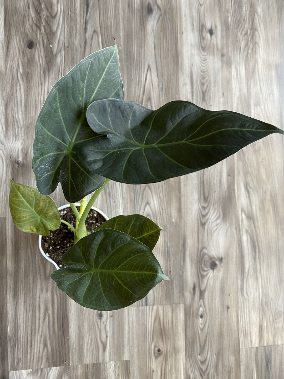 Customer photo review of 4" Alocasia Regal Shield