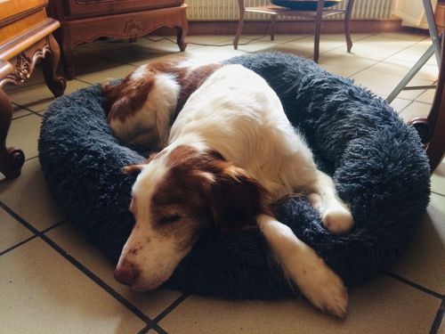 Customer photo review of Lit Apaisant Comfy® |  Pour Chien et Chat