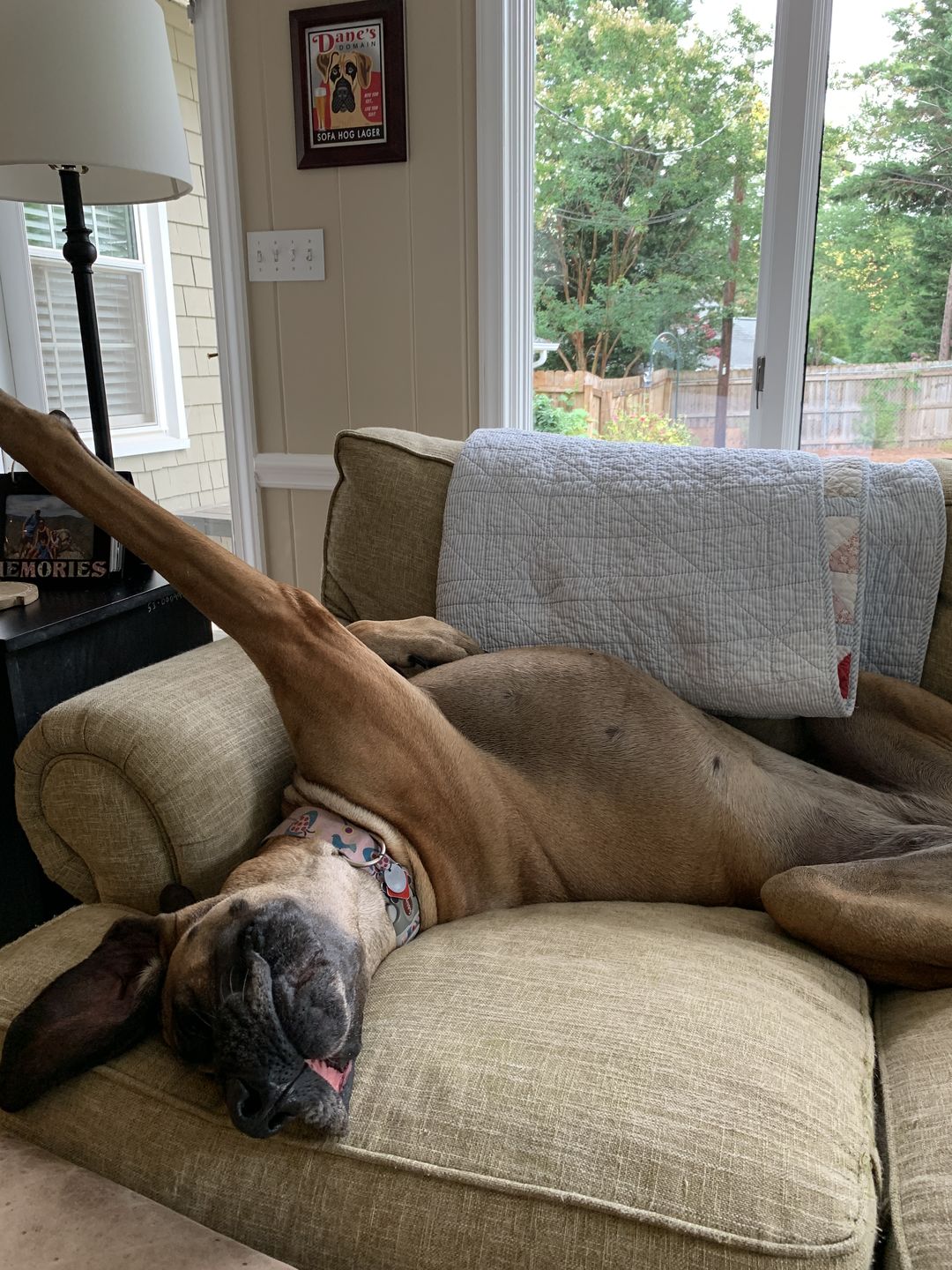 Customer photo review of Great Dane Art "Dane's Domain - Sofa Hog Lager" Art Print by Krista Brooks