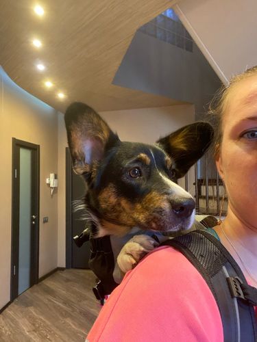 Customer photo review of Petyfy™ Dog-Bag for Large Dogs