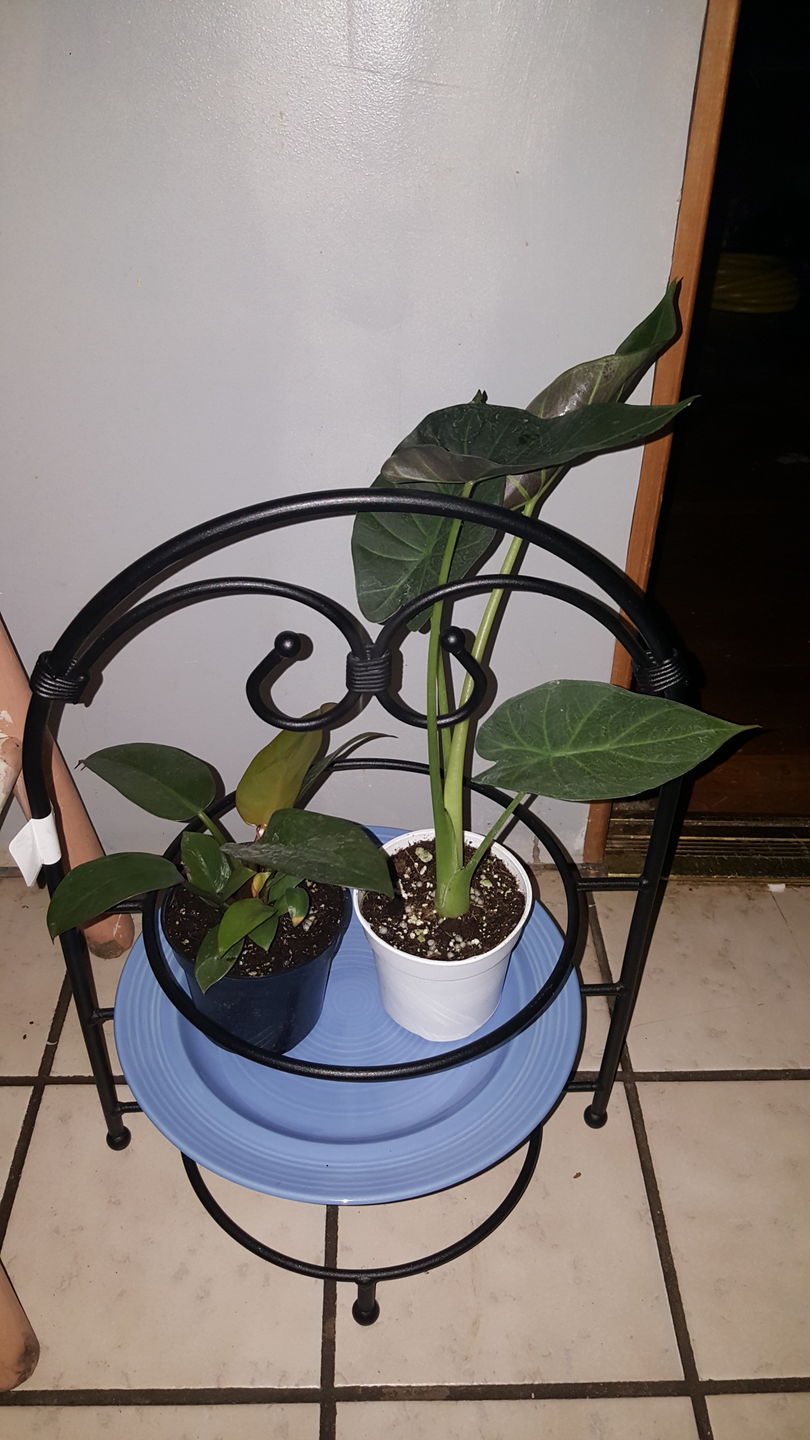 Customer photo review of 4" Alocasia Regal Shield