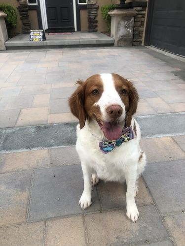 Customer photo review of Monsters bow tie collar - Purple webbing