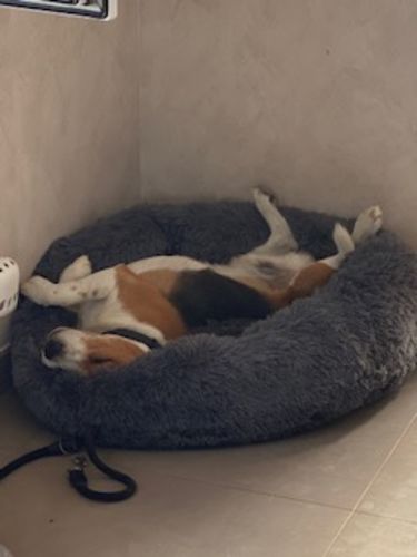 Customer photo review of Lit Apaisant Comfy® |  Pour Chien et Chat