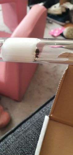 Customer photo review of FREE Black Garden Ant Mated Queen