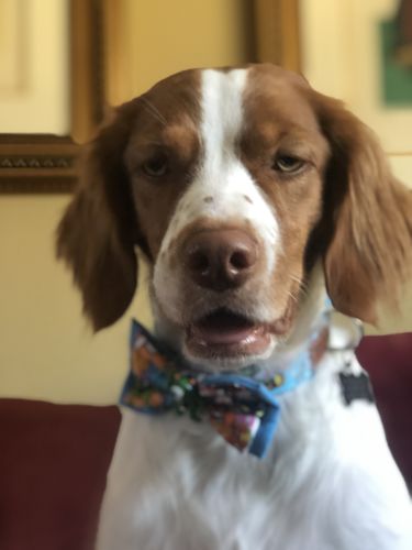 Customer photo review of Monsters bow tie collar - Blue webbing