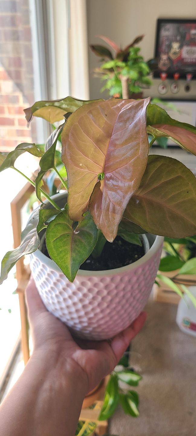 Customer photo review of 4" Syngonium Regina Red