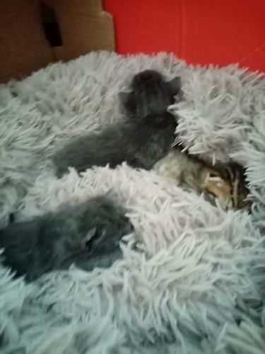 Customer photo review of Lit Apaisant Comfy® |  Pour Chien et Chat
