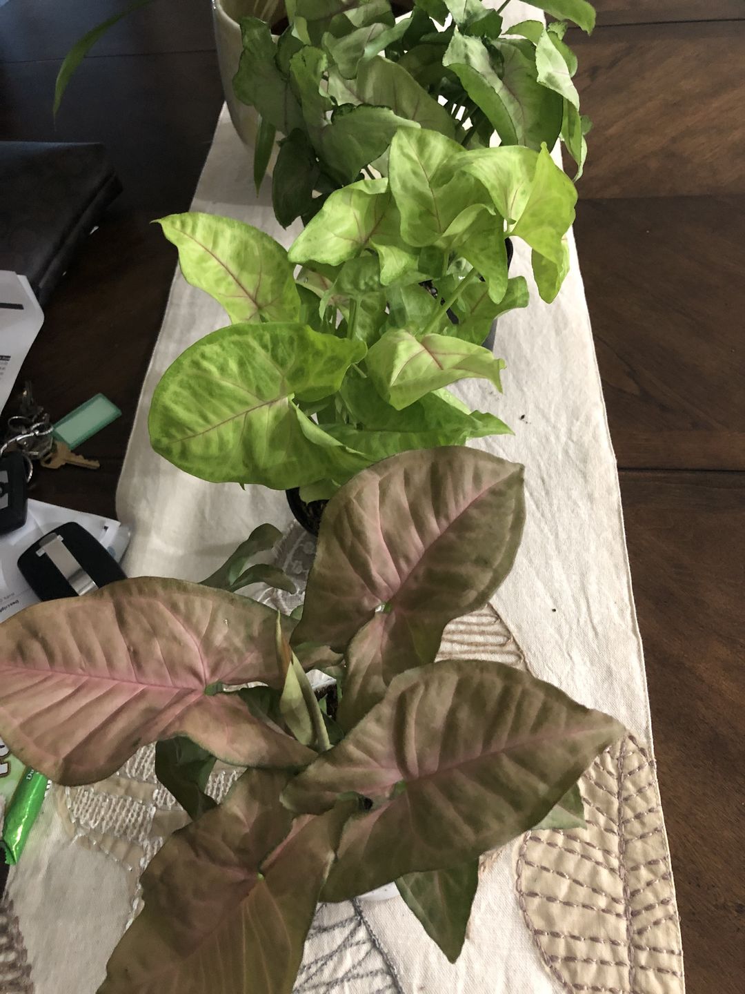 Customer photo review of 4" Syngonium Regina Red