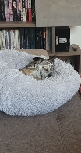 Customer photo review of Lit Apaisant Comfy® |  Pour Chien et Chat