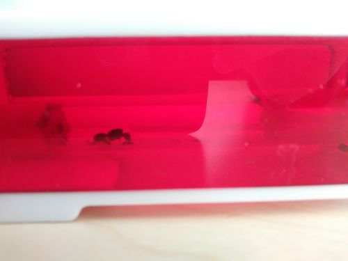 Customer photo review of AntKit AntHome Test Tube Formicarium