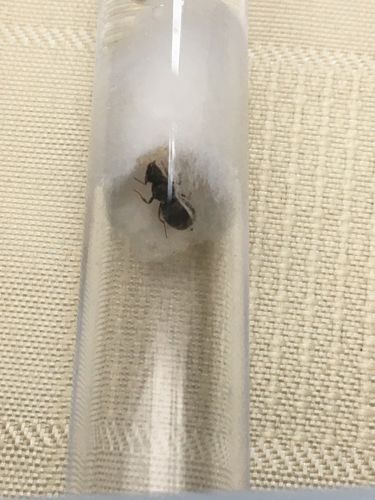 Customer photo review of FREE Black Garden Ant Mated Queen