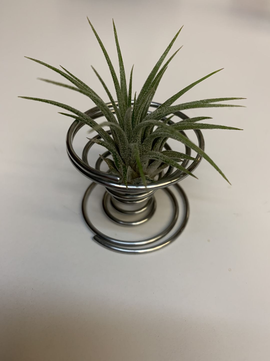 Customer photo review of Ionantha Guatemala