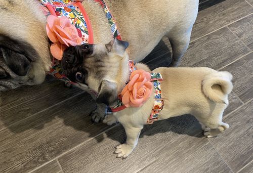 Customer photo review of Rifle paper co dog harness set - Garden Party Cream Petite