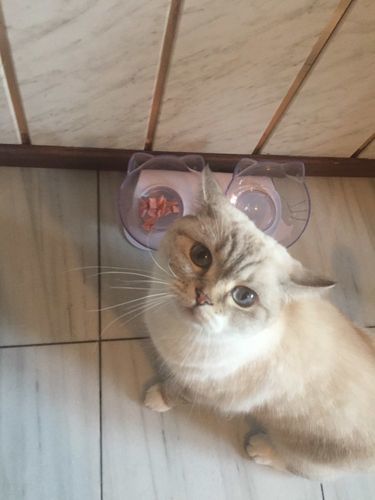 Isla S. review of PurrBowl™ by Purr Heaven