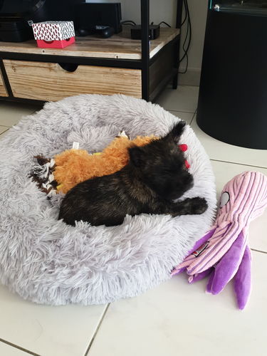 Customer photo review of Lit Apaisant Comfy® |  Pour Chien et Chat