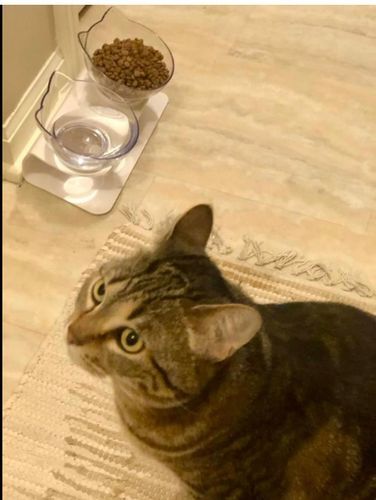 Andrew N. review of PurrBowl™ by Purr Heaven