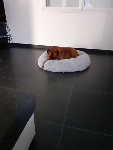 Customer photo review of Lit Apaisant Comfy® |  Pour Chien et Chat