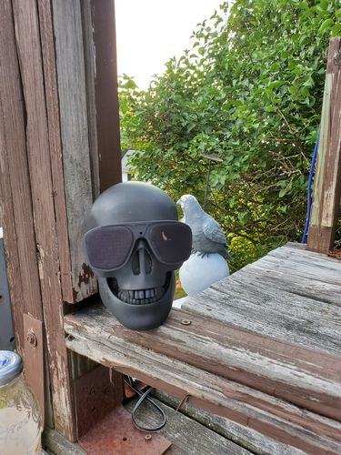 Customer photo review of Just Love Skulls Speaker