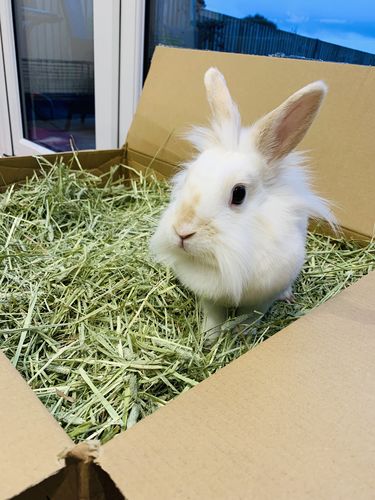 Customer photo review of Timothy Hay Box