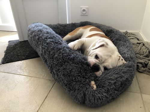 Customer photo review of Lit Apaisant Comfy® |  Pour Chien et Chat