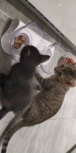 Margaret C. review of PurrBowl™ by Purr Heaven