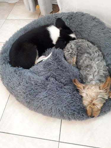 Customer photo review of Lit Apaisant Comfy® |  Pour Chien et Chat