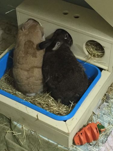 Customer photo review of Timothy Hay Box