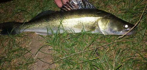 Customer photo review of 5g Smart Fishing Float