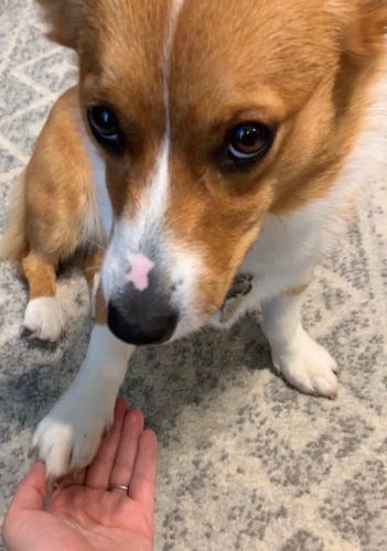 Customer photo review of Pup Wax Luxe