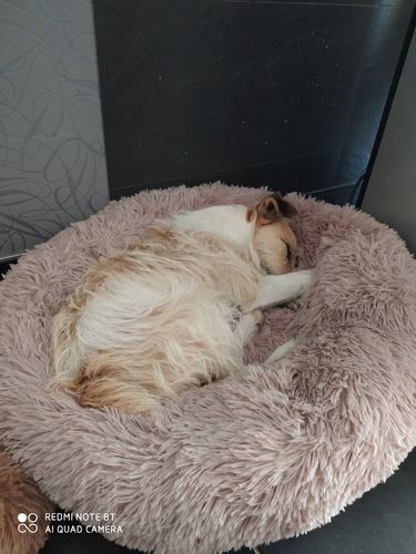 Customer photo review of Lit Apaisant Comfy® |  Pour Chien et Chat