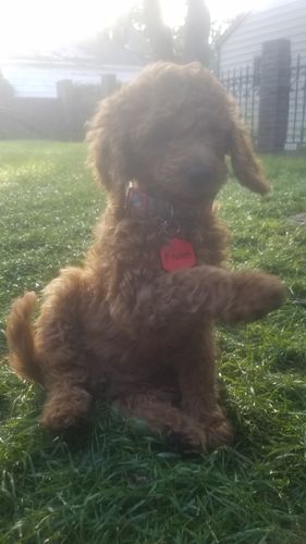 Customer photo review of Pop Star