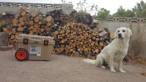 Customer photo review of Refurbished Pelican™  45QT Wheeled Elite Cooler