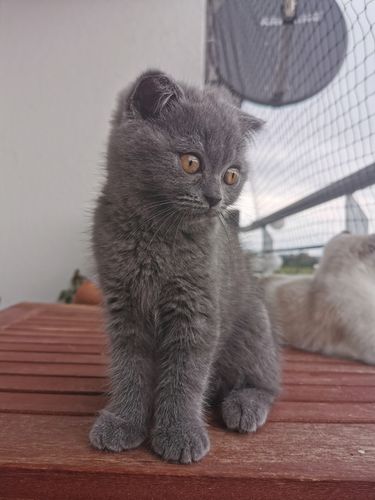 Customer photo review of Individuelles Haustierporträt - Posterdruck