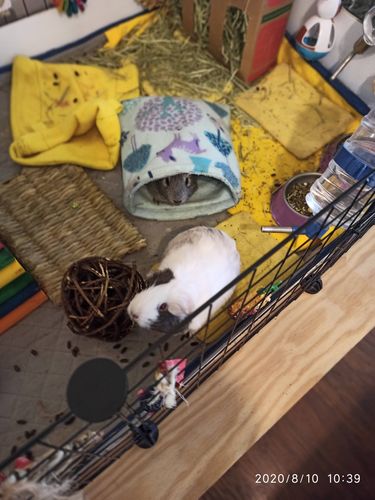 Customer photo review of GuineaDad Nourish Series - Timothy Hay (3 Pack)