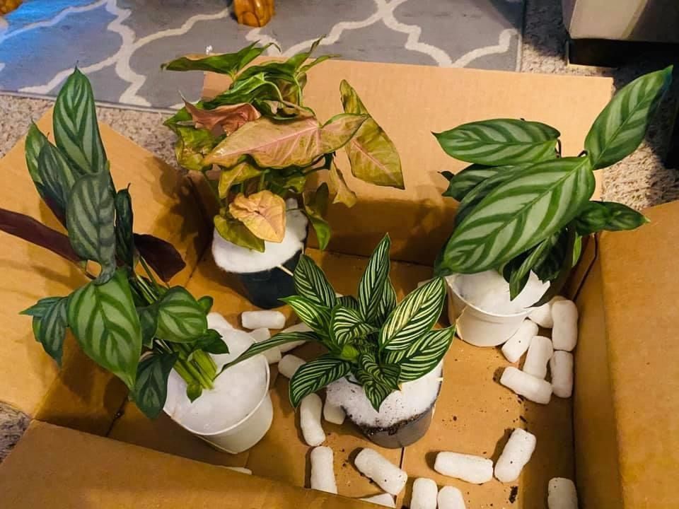 Customer photo review of 4" Syngonium Regina Red